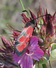 Zygaena sedi