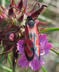Zygaena sedi