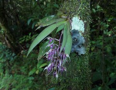 Macroclinium ramonense