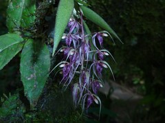 Macroclinium ramonense