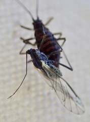 Calaphidina
