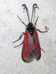 Zygaena punctum