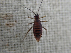 Calaphidina