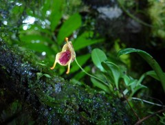 Masdevallia molossoides