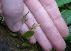 Masdevallia nidifica