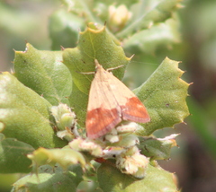 Pyrausta semirubralis