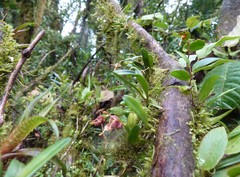 Masdevallia molossoides