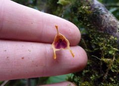 Masdevallia molossoides