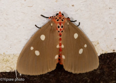 Tinolius eburneigutta