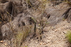 Phylica pubescens