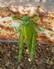 Anacridium flavescens