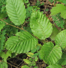 Aceria tenella