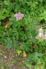 Heracleum austriacum siifolium