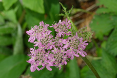 Heracleum austriacum siifolium