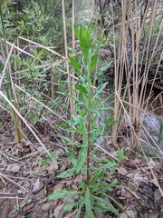 Oenothera elata hookeri