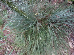 Aciphylla squarrosa squarrosa