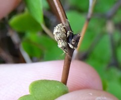 Brachyolus punctatus