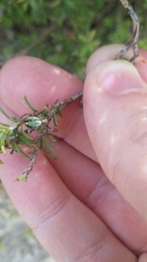 Novaranea queribunda