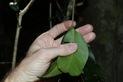Image of Notelaea venosa by (c) Greg Tasney, some rights reserved (CC BY-SA)