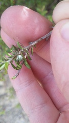 Novaranea queribunda