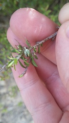 Novaranea queribunda