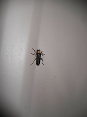 Podabrus flavicollis