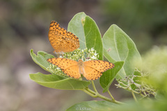 Phalanta phalantha phalantha