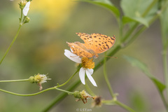 Phalanta phalantha phalantha