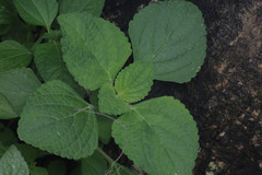 Coleus monostachyus