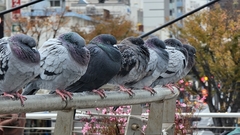Columba livia domestica