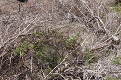 Phylica pubescens