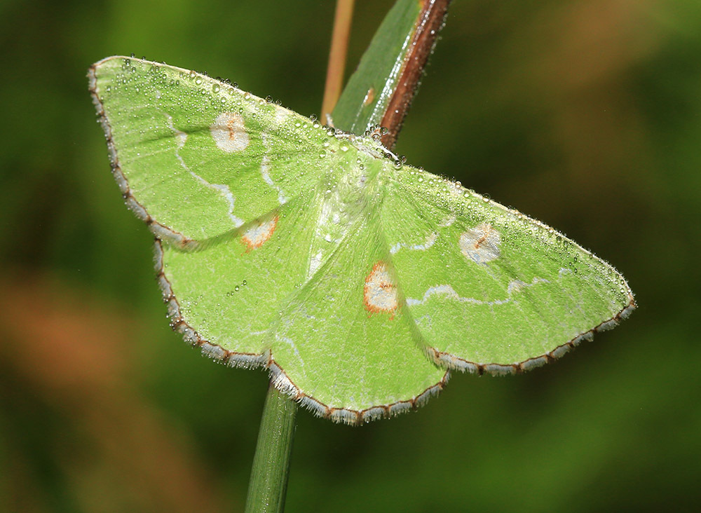 Thetidia albocostaria
