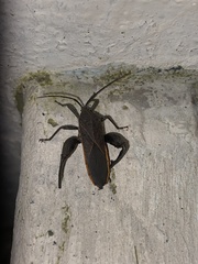 Physomerus grossipes