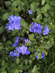 Plumbago auriculata