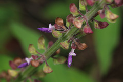 Coleus monostachyus