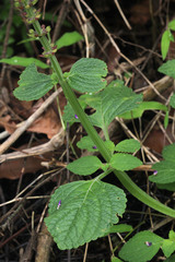 Coleus monostachyus