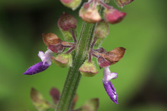 Coleus monostachyus