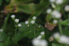 Ageratum conyzoides