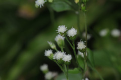 Ageratum conyzoides