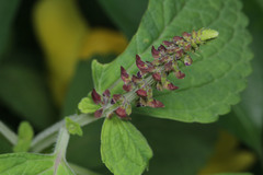 Coleus monostachyus