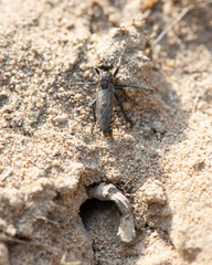 Lasiopogon