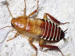 Temnopteryx phalerata