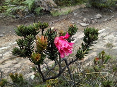 Bejaria