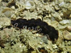 Pseudobiceros hancockanus