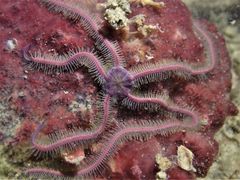 Macrophiothrix nereidina