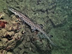 Atelomycterus marmoratus