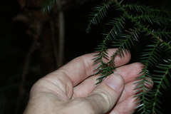 Araucaria cunninghamii