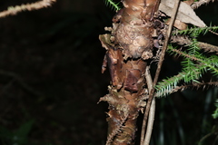 Araucaria cunninghamii