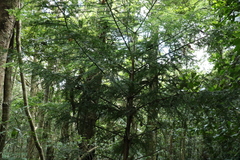 Araucaria cunninghamii