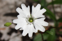 Heliosperma alpestre